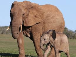 Wild elephant attack kills employee in Nagarhole area